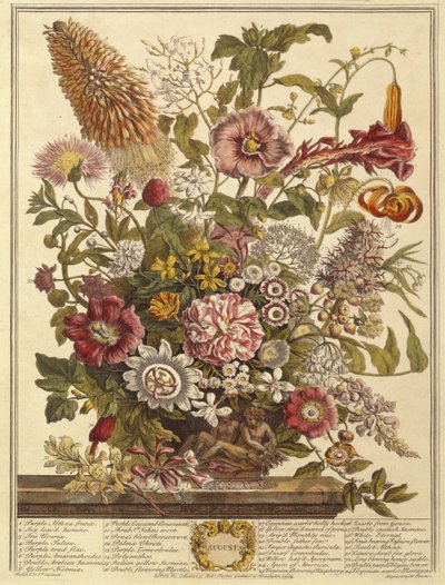 August, aus Zwölf Monate Blumen von Robert Furber, graviert von Henry Fletcher von Pieter after Casteels